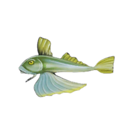 Yellowtail Gurnard