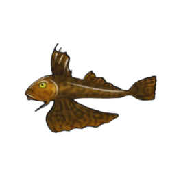 Tub Gurnard