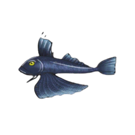Gray Gurnard