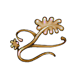 Copper Kelp