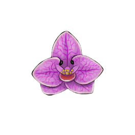 Moth Orchid