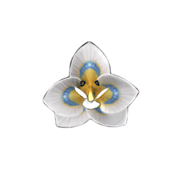 Butterfly Orchid
