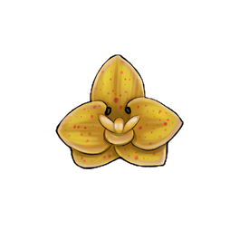 Mokara Orchid