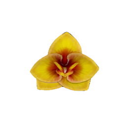 Lionsmane Orchid