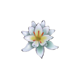 White Water Lily