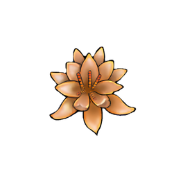 Peach Glow Water Lily