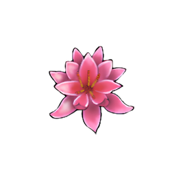 Broad Water Lily