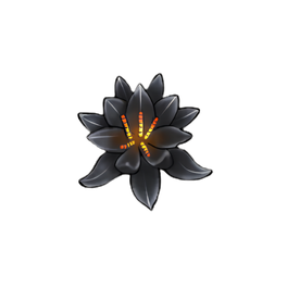 Almost Black Water Lily