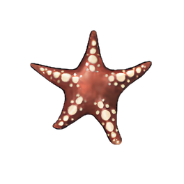 Clingy Starfish