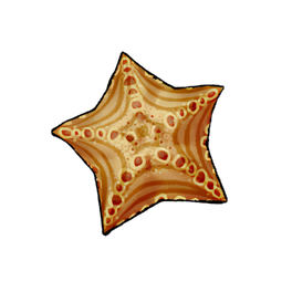 Duckfoot Starfish