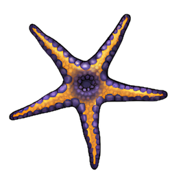Asterina Starfish