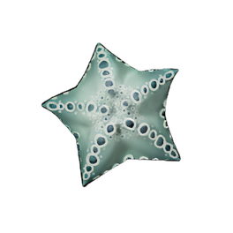 Beaded Starfish