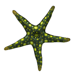Granulated Starfish