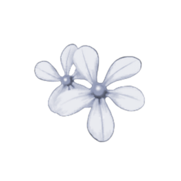Blue Periwinkle