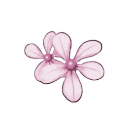Striped Periwinkle