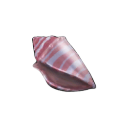 Horn Shell