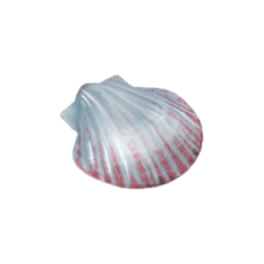 Crown Shell
