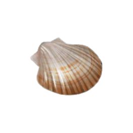 Scallop Shell