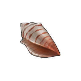 Cone Shell