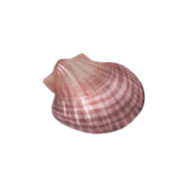 Dish Shell