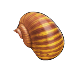 Zenith Shell