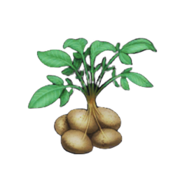 Piper Potato