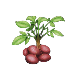 King Phelwan Potato