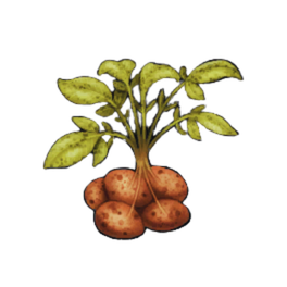 Calystra Potato