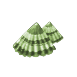 Common Limpet