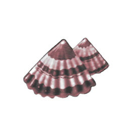 Arc Limpet