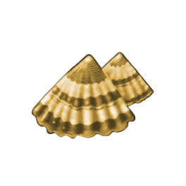 Tiger Limpet