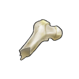 Chunky Femur Shard