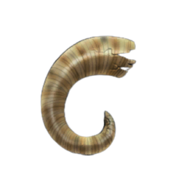 Yellowing Rams Horn
