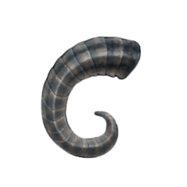 Darkstreak Rams Horn