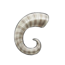 Immaculate Rams Horn