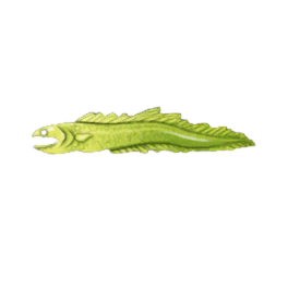 Snipe Eel
