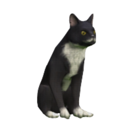Tuxedo cat