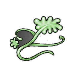 Green Kelp