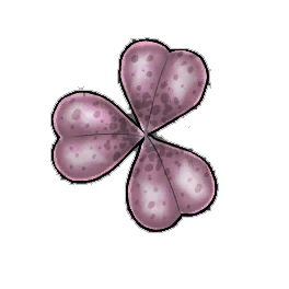 Rose Clover