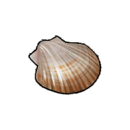 Scallop Shell