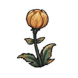Puffed Globeplant