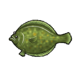 Olive Flounder