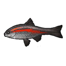 Cutthroat Trout