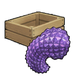 Heliotrope Purpladium