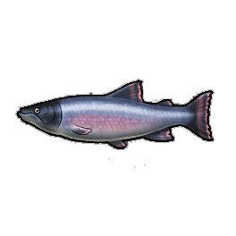 Flamboyant Salmon