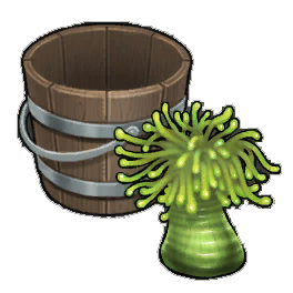 Giant Green Anemone