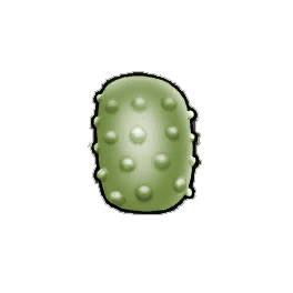 Green Bitterfruit