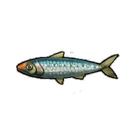 Oily Sardines