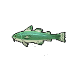 Slight Cod
