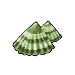 Common Limpet